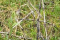 Siberian Rubythroat