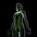 Female side view Lymphatic system Royalty Free Stock Photo