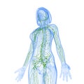 Female side view Lymphatic system Royalty Free Stock Photo