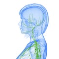 Female side view Lymphatic system Royalty Free Stock Photo