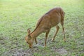 Female Sika Deer Royalty Free Stock Photo