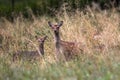 Female Sika deer with fawn in a forest in Denmark, Europe Royalty Free Stock Photo