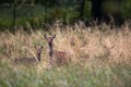 Female Sika deer with fawn in a forest in Denmark, Europe Royalty Free Stock Photo