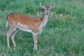 Female sika deer in the green grass Royalty Free Stock Photo