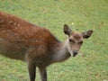 Female Sika deer Royalty Free Stock Photo