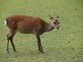 Female Sika deer Royalty Free Stock Photo