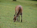 Female Sika deer