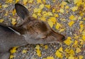 Female Sika Deer at Nara Royalty Free Stock Photo