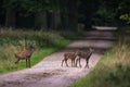 Female Sika deer with two fawns crossing the road in a forest in Denmark