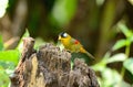 Female silver-eared mesia Royalty Free Stock Photo