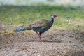 Female Silver Pheasant Royalty Free Stock Photo