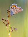 Female silver studded blue butterfly preparing for night Royalty Free Stock Photo