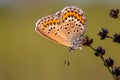 Female silver studded blue butterfly resting in evening light Royalty Free Stock Photo