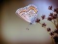 Female silver studded blue butterfly resting and sleeping on rush in vintage colors Royalty Free Stock Photo