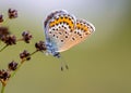 Female silver studded blue butterfly resting preparing for night Royalty Free Stock Photo