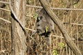 Female silvery gibbon