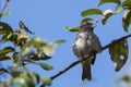 Female Sind Sparrow Sitting on Branch