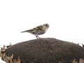 Female siskin Royalty Free Stock Photo