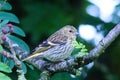 Female Siskin perched on tree branch