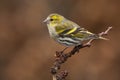 Female Siskin Spinus spinus, in autumn perched on a branch, Spain