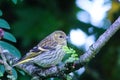 Female Siskin on tree branch