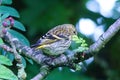 Female Siskin on tree branch partially behind leaf