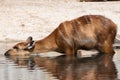 Female of sitatunga drinking water in a pond Royalty Free Stock Photo