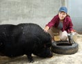 Female sitting and feeding pig Royalty Free Stock Photo