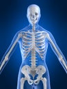 Female skeleton Royalty Free Stock Photo