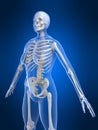 Female skeleton Royalty Free Stock Photo