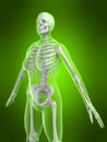 Female skeleton Royalty Free Stock Photo