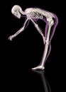 Female skeleton bending over Royalty Free Stock Photo