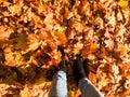 Female slender legs in jeans and boots, shoes a background of yellow, dry, fallen autumn foliage. Multi-colored natural leaves. Royalty Free Stock Photo