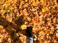 Female slender legs in jeans and boots, shoes a background of yellow, dry, fallen autumn foliage. Multi-colored natural leaves. Royalty Free Stock Photo