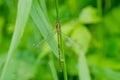 Slender Spreadwing Damselfly - Lestes rectangularis Royalty Free Stock Photo
