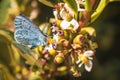 Female small blue butterfly offically called cupido minimus