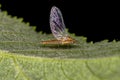 Female small mayfly Royalty Free Stock Photo