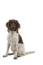 Female small munsterlander dog, heidewachtel, isolated on a white background