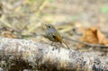 Female small niltava