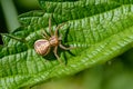 Female small spider of xysticus cristatus