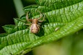Female small spider of xysticus cristatus