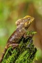 Female smooth helmeted iguana Corytophanes cristatus sitting on a stump