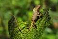 Female smooth helmeted iguana Corytophanes cristatus sitting on a stump