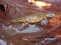 Smooth Newt Royalty Free Stock Photo