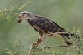 Female Snail Kite Eating an Apple Snail - Panama Royalty Free Stock Photo