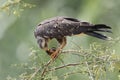 Female Snail Kite Eating an Apple Snail - Panama Royalty Free Stock Photo