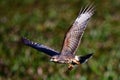 Female snail kite in flight with Apple snail Royalty Free Stock Photo