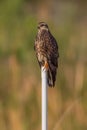 Female Snail Kite Post Perching Lookout! Royalty Free Stock Photo