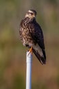 Female Snail Kite Post Perching Lookout! Royalty Free Stock Photo