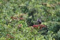 Female snail kite Rostrhamus sociabilis is a bird of prey within the family Accipitridae